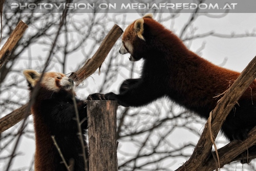 Rote Pandas 03