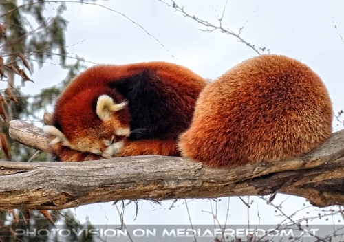 Rote Pandas