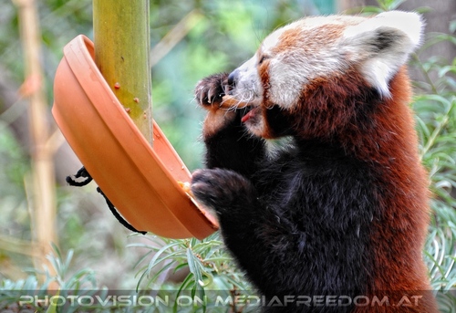 Roter Panda 07