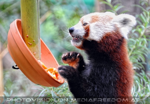 Roter Panda 08