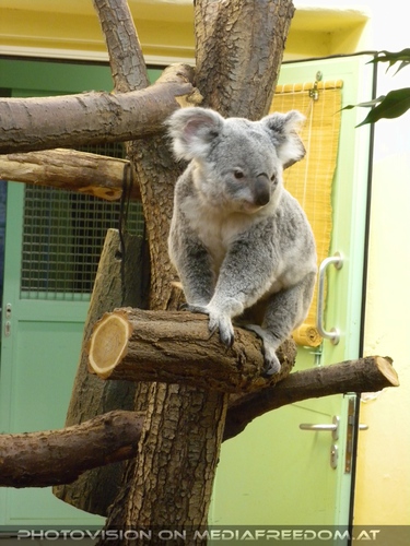 Koala - Aschgrauer Beutelb�r