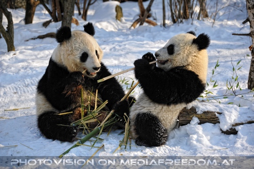 Gro�e Panda Mahlzeit 19