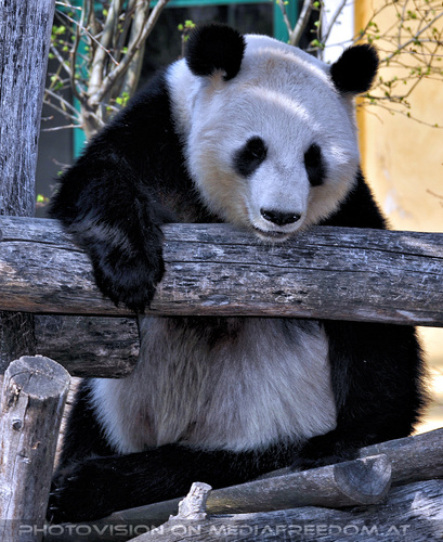 Gro�er Panda 1