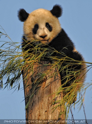 Juhu Fu Hu ganz oben