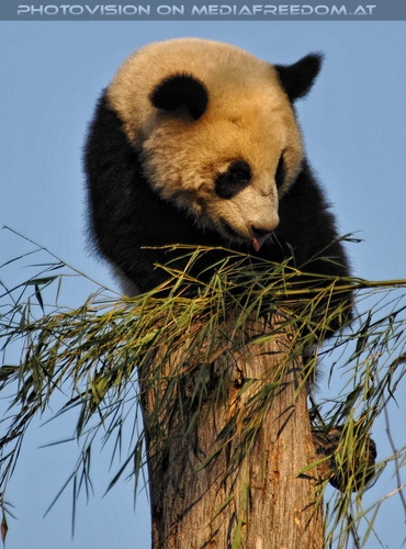 Fu Hu auf dem Baumstamm