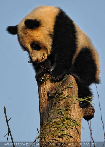 Fu Hu will wieder runter