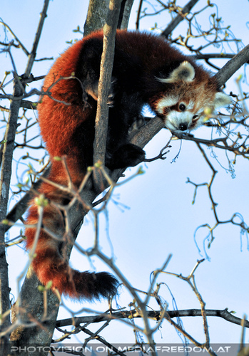 Roter Panda