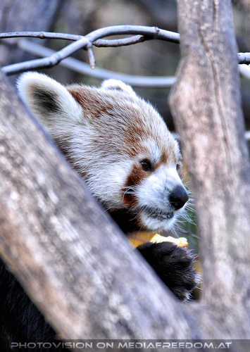 Roter Panda