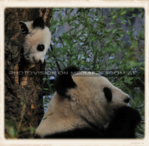 Fu Bao geht schlafen No.3