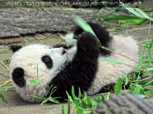 Panda Baby im Bambus