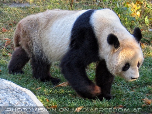 Gro�e Pandas 1