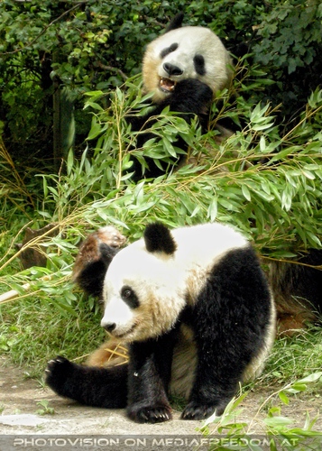 Gro�e Pandas