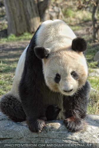 Gro�er Panda 02