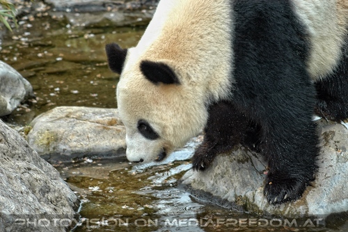 Gro�er Panda 2