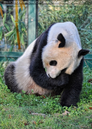 Gro�er Panda 3