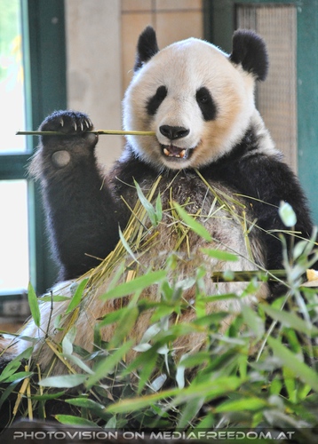 Gro�er Panda und sein Bambus