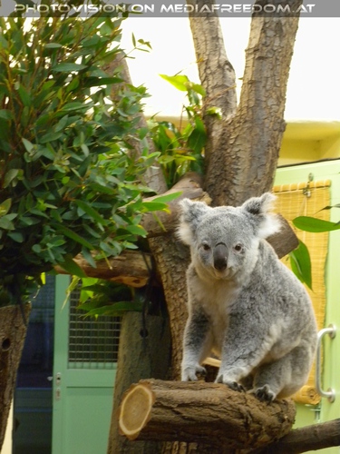 Koala mit reichlich Futter