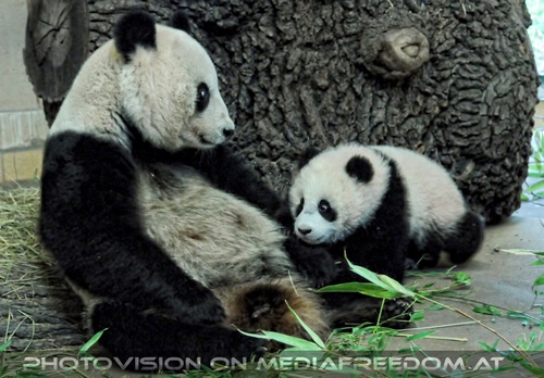 Mama mit Panda Baby