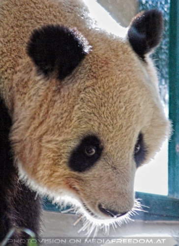 Welcome Panda Fu Long 16