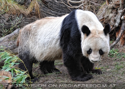 Gro�er Panda