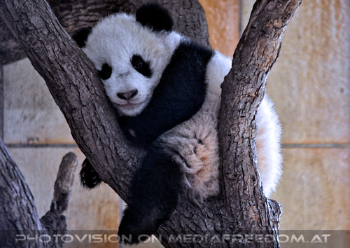 Kleiner gro�er Panda 18