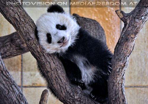 Kleiner gro�er Panda 21