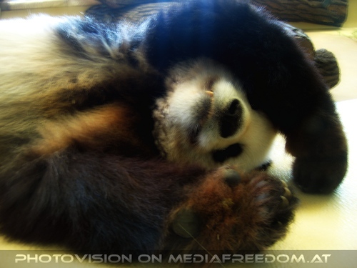Gro�er Panda