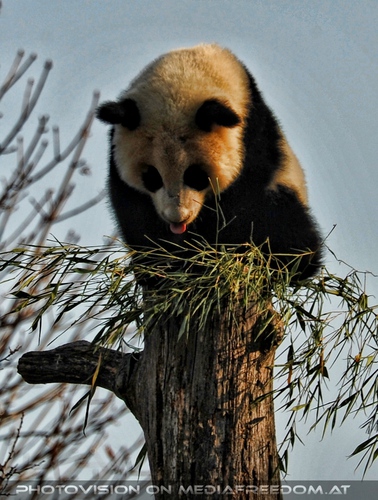 Pandababy auf Baum