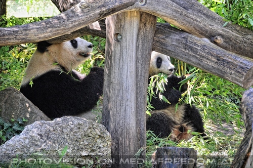 Gro�e Pandas 2