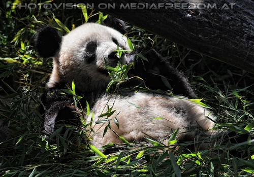 Gro�e Pandas 3