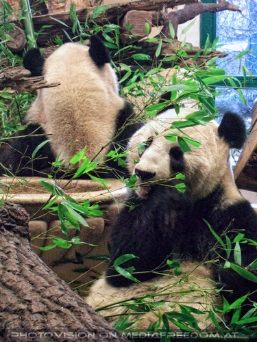 Gro�e Pandas