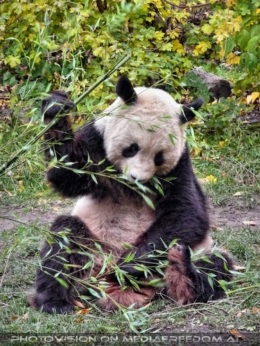 Gro�er Panda 2