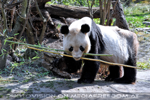 Gro�er Panda 4