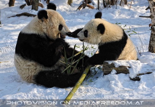 Gro�e Panda Mahlzeit 09
