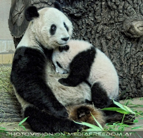 Panda Mama bestiegen