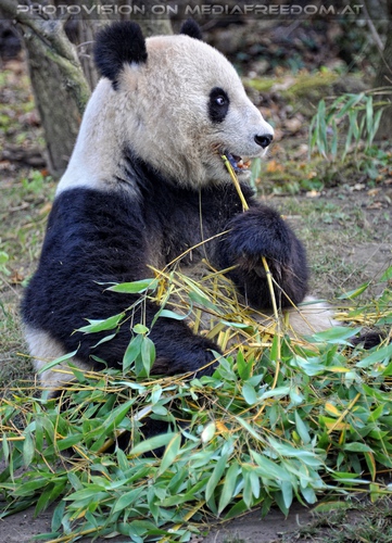 Gro�er Panda
