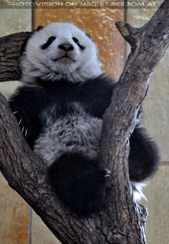 Kleiner gro�er Panda 24