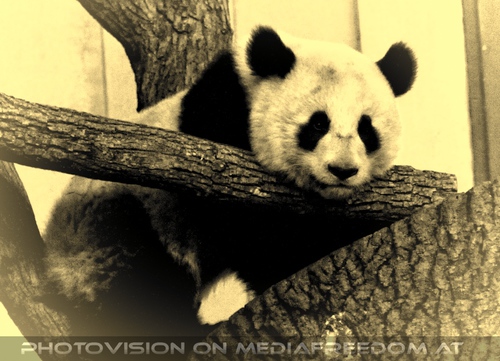 Gro�er Panda
