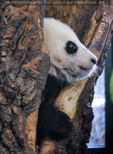 Kleiner gro�er Panda 01