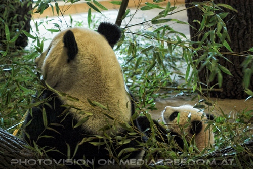 Fu Long mit Mama Yang Yang