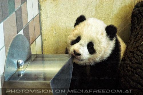 Fu Long der Baby Panda