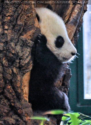 Kleiner gro�er Panda 04