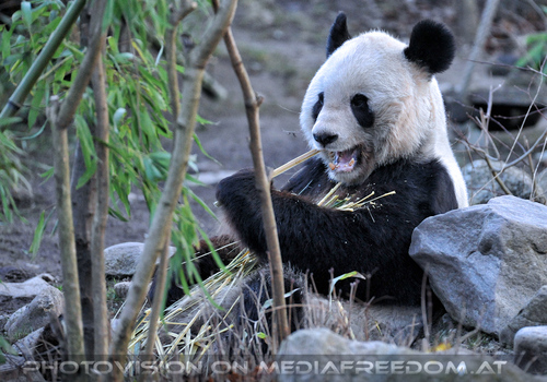 Gro�er Panda