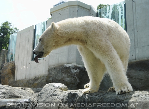 Eisb�renwelt Franz Josef Land