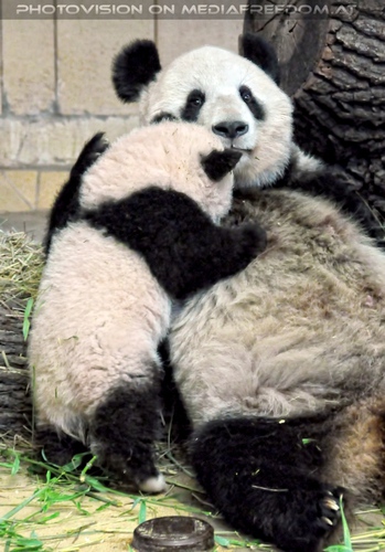 Panda Mama muss rasten