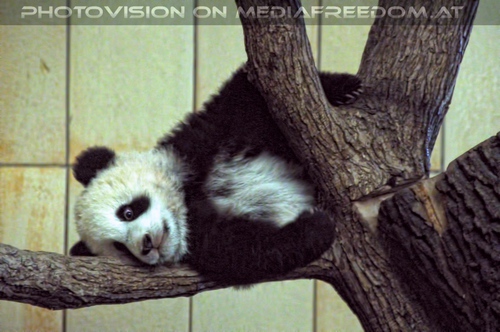 Kleiner Panda abgehauen