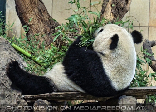 Gro�er Panda 2