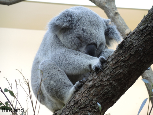 Koala