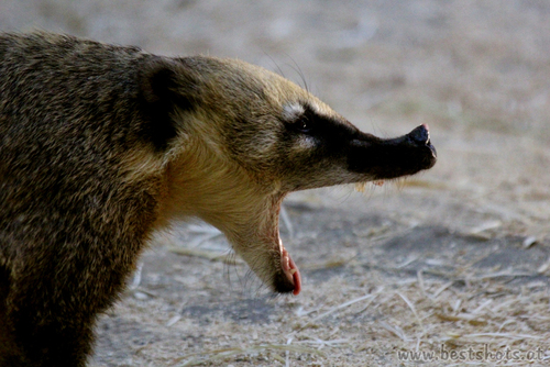 Roter Nasenb�r (Nasua nasua rufa)