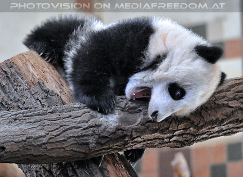 Kleiner gro�er Panda 08: Fu Bao